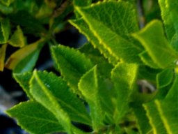 Salvia aurita leaves