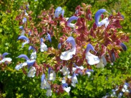 Salvia chamelaeagnea two-tone flowers