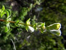 Salvia dentata flowering stem-tip with bare internodes