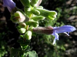 Salvia dentata flowers in spaced whorls