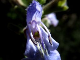 Salvia dentata flower