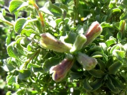 Salvia dentata stem-tips