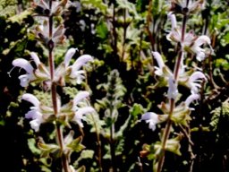 Salvia disermas