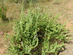 Salvia disermas spreading plant