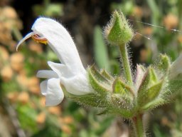 Salvia disermas flower