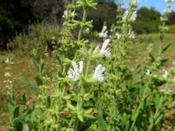Salvia
