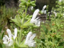 Salvia disermas bracts below the calyces