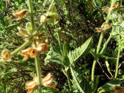 Salvia disermas prominent veins