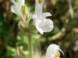 Salvia disermas flowers