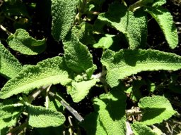 Salvia disermas leaves