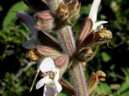 Salvia disermas many hairs