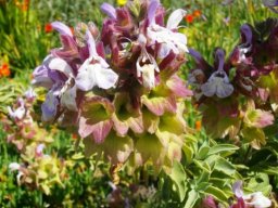 Salvia dolomitica flowers