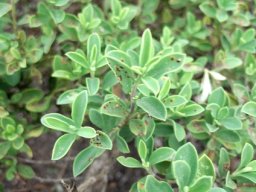 Salvia muirii