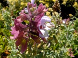 Salvia dolomitica inflorescence