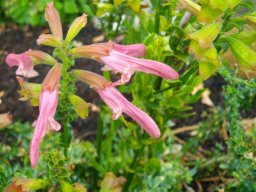 Salvia thermarum