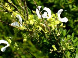 Salvia chamelaeagnea