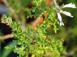 Salvia namaensis flower