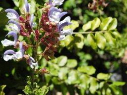 Salvia chamelaeagnea flower