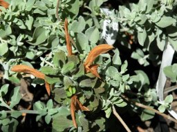 Salvia aurea