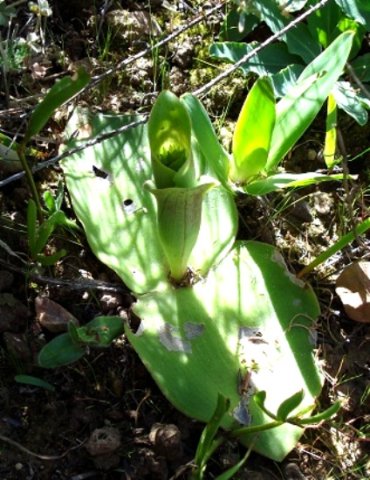 Satyrium bicorne