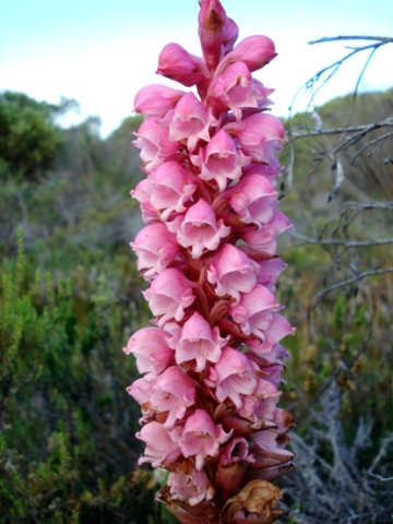 Satyrium carneum inflorescence