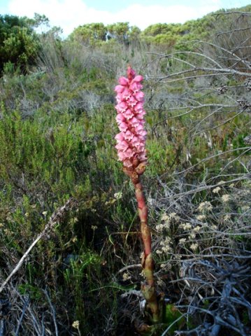 Satyrium carneum habitat