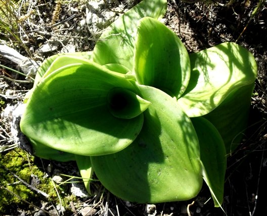 Satyrium carneum leaves