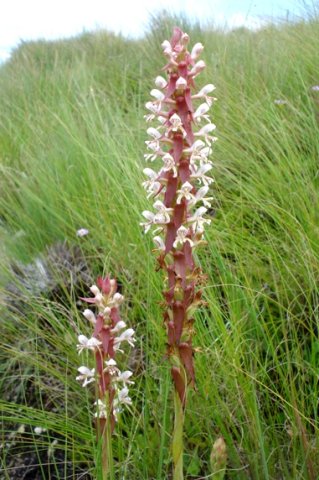 Satyrium cristatum habitat