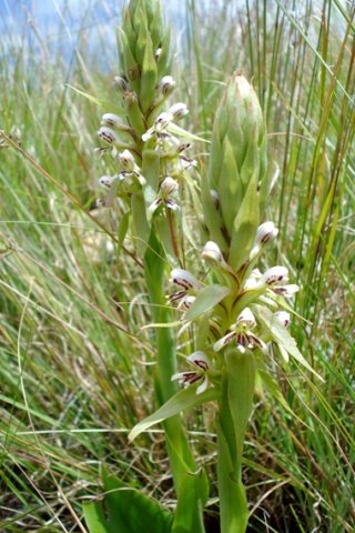 Satyrium cristatum var. longilabiatum