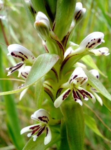 Satyrium cristatum var. longilabiatum