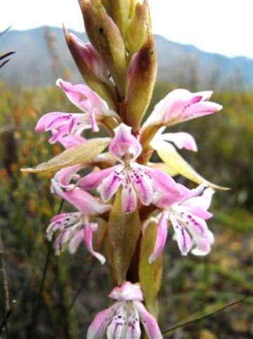 Satyrium erectum flowers