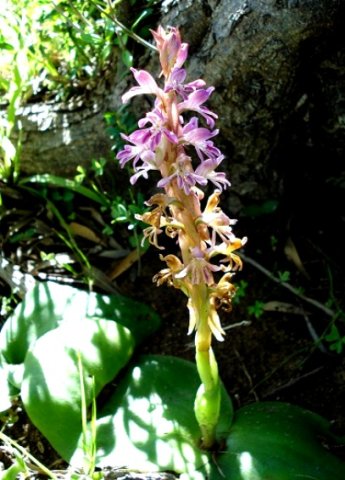 Satyrium erectum showing leaves