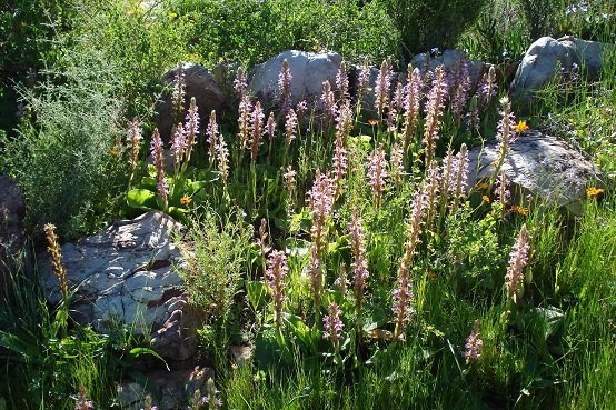 Satyrium erectum in numbers