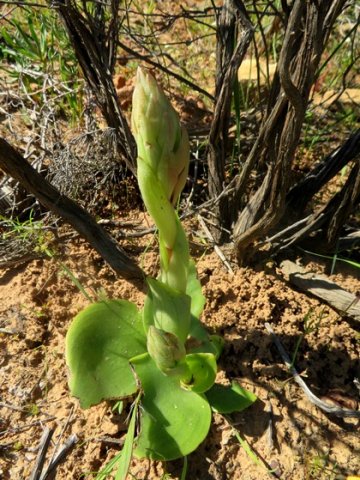 Satyrium erectum floral beginnings