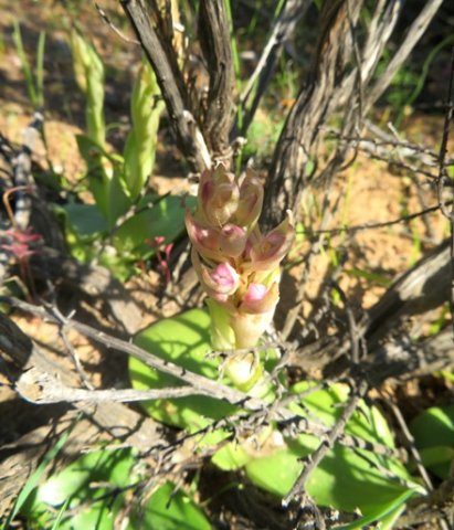 Satyrium