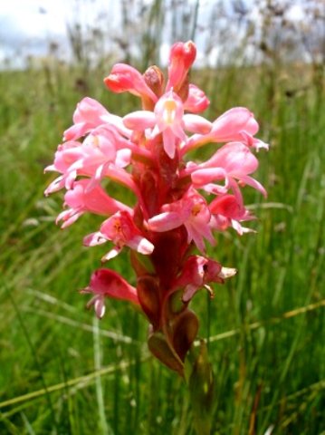 Satyrium hallackii subsp. ocellatum