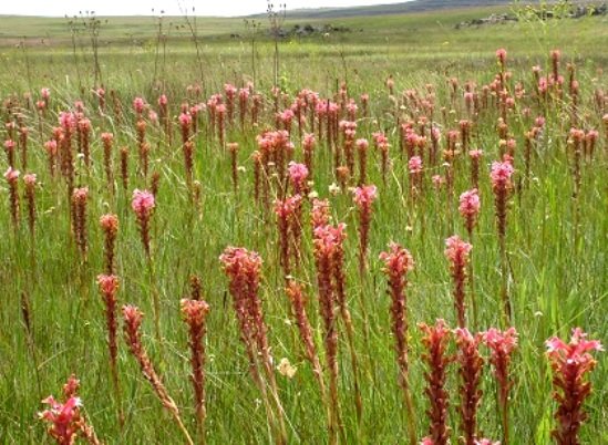 Satyrium hallackii subsp. ocellatum