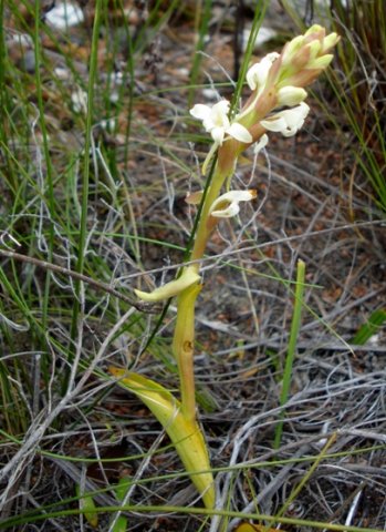 Satyrium humile