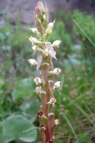 Satyrium ligulatum flowers