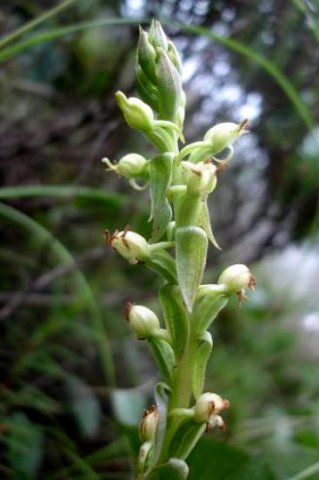 Satyrium ligulatum