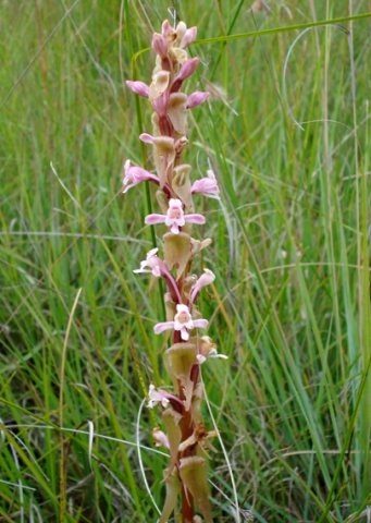 Satyrium longicauda var. jacottetianum