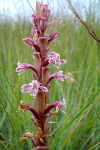 Satyrium longicauda var. jacottetianum flower spike 