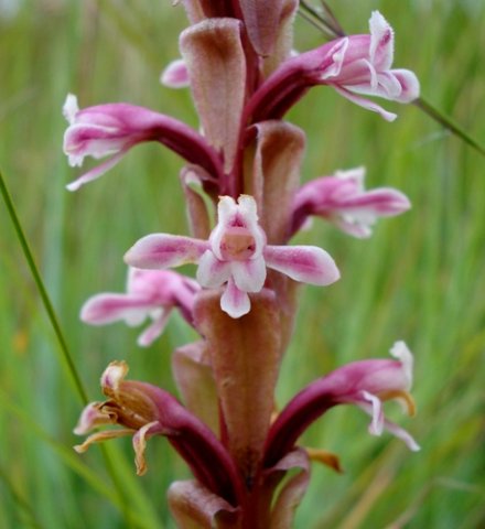 Satyrium longicauda var. jacottetianum flowers