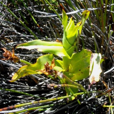 Satyrium leaves