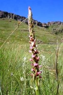 Satyrium neglectum