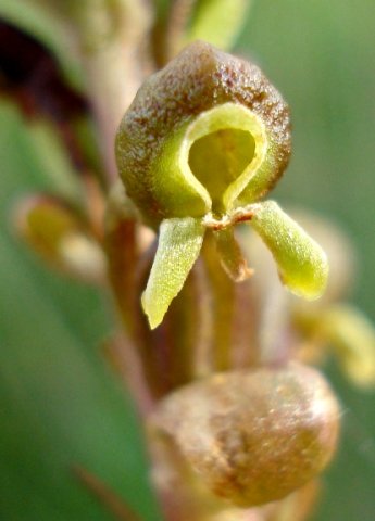 Satyrium parviflorum flower