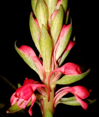 Satyrium princeps
