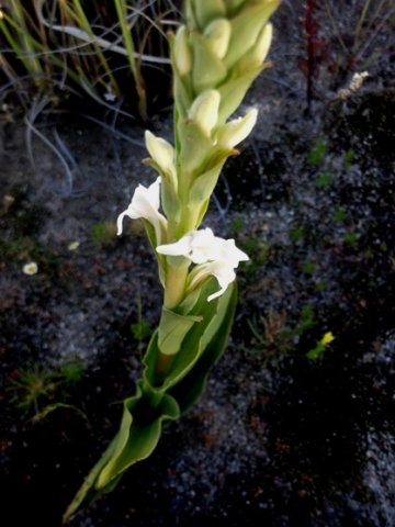 Satyrium stenopetalum subsp. brevicalcaratum flowers