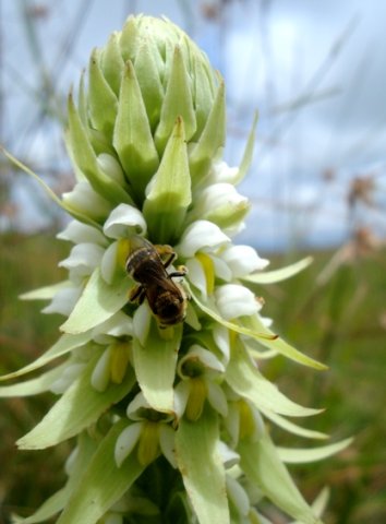Satyrium trinerve and visiting bee