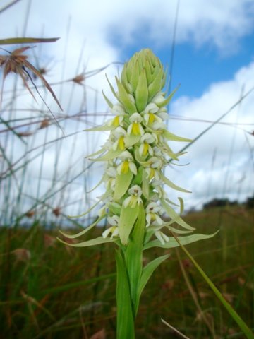 Satyrium trinerve spreading bracts
